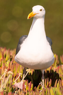 Western Gull standing among succulent ice plant at Natural Bridges State Park, California