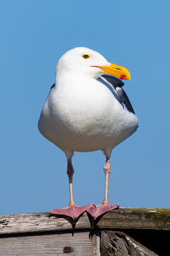 Western Gull standing on a wooden railing at Natural Bridges State Park California
