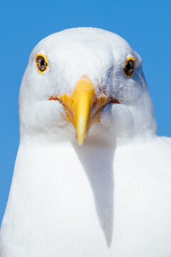 Close up portrait of a Western Gull at Natural Bridges State Park in Santa Cruz California