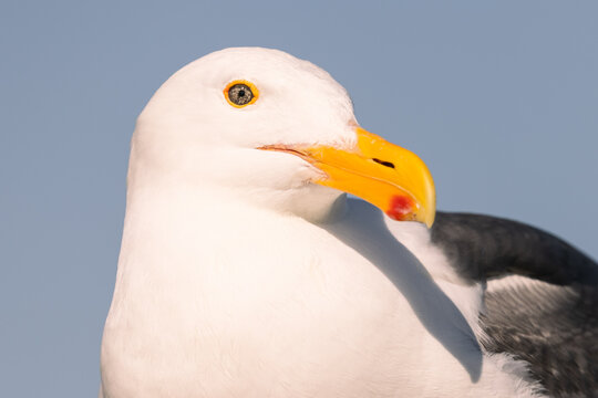 Detailed portrait of a Western Gull against a blue sky in California