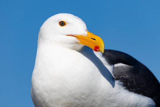 A detailed portrait of a Western Gull against a clear blue sky in Santa Cruz California.