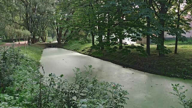 Green duckweed covering the still water surface of a pond in a summer park, tranquil nature scene, peaceful wetland, natural green landscape.