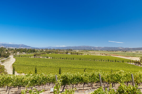 Wide view of extensive vineyards with rows of grapevines and trees in the Napa Valley