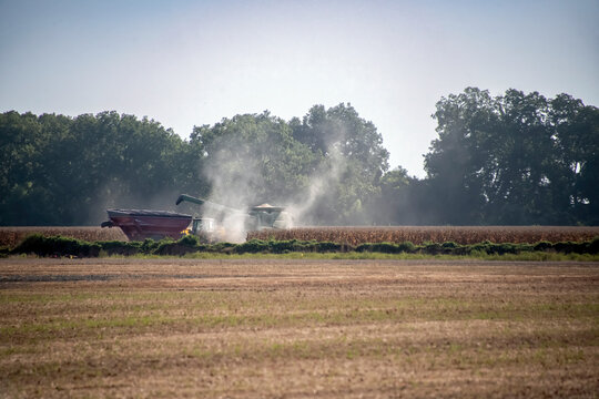 Field Corn Harvest in North Louisiana