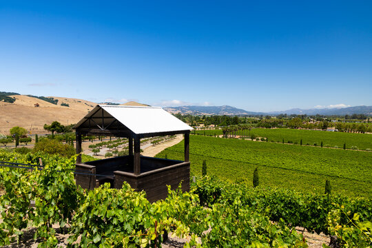Scenic Napa Valley Vineyard Landscape with Wooden Shelter in Sonoma County California USA