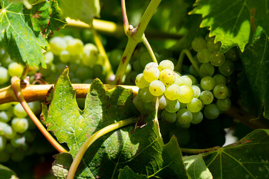 Green wine grapes ripening on the vine in a vineyard in Sonoma County, California, USA