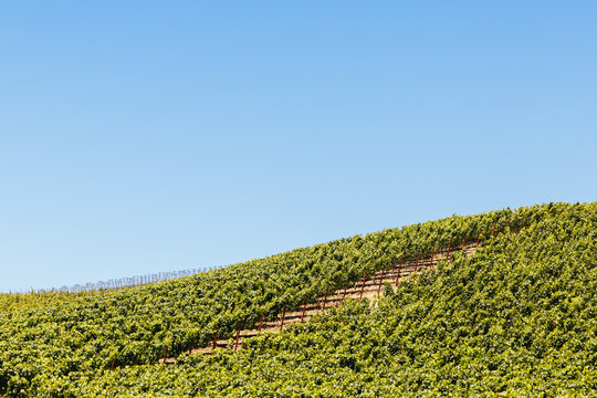 Lush green vineyards covering rolling hills in Napa County California under a clear blue sky