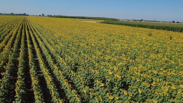 Girasoli fioriti in un immenso campo a San Giuliano Nuovo - Alessandria - Piemonte - Italia