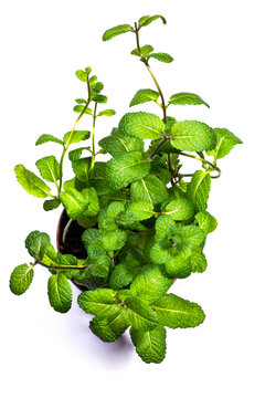 Bush of fragrant mint on a white background, top view