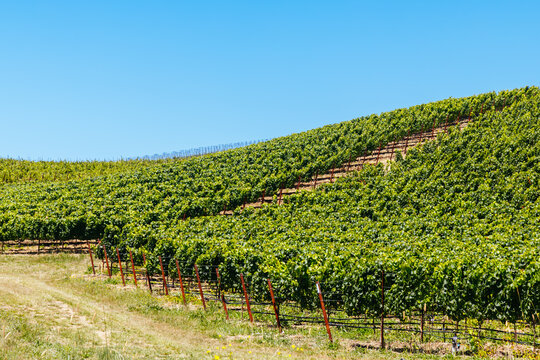 Vibrant rows of grapevines grow on a hillside in Napa Valley vineyard
