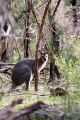 Wild Red-Necked Wallaby (Notamacropus rufogriseus) in native bushland, South Australia © Wattlebird