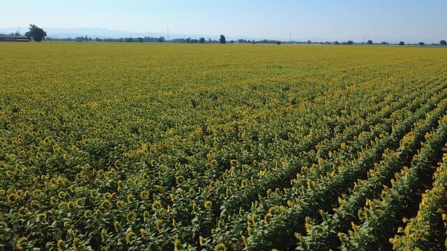 Girasoli fioriti in un immenso campo a San Giuliano Nuovo - Alessandria - Piemonte - Italia