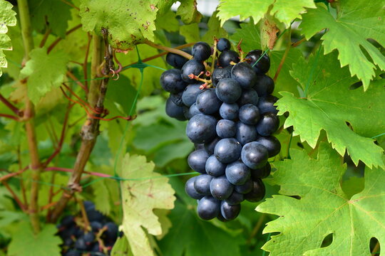 Black Grapes Growing on Vine in Vineyard among green leaves, Vitis vinifera, cluster of black grape close up, copy space