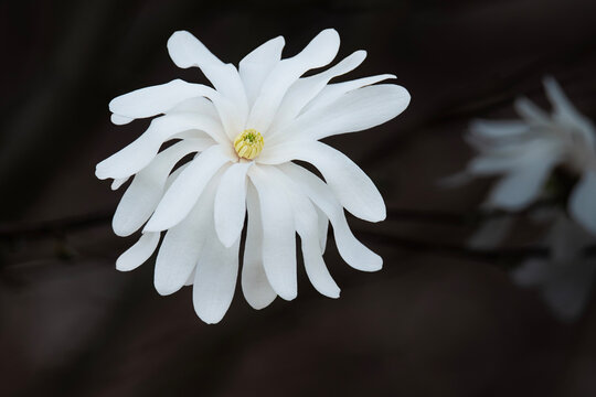 White Magnolia Bloom against a Dark Background