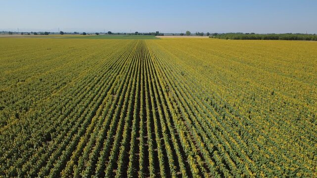 Girasoli fioriti in un immenso campo a San Giuliano Nuovo - Alessandria - Piemonte - Italia