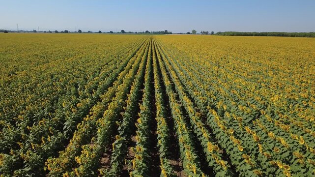 Girasoli fioriti in un immenso campo a San Giuliano Nuovo - Alessandria - Piemonte - Italia
