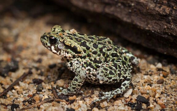 Toad amphibian close up illustration, green black mottled skin, sandy surface camouflage, pebbles wood habitat, wildlife nature adaptation, flat vector design