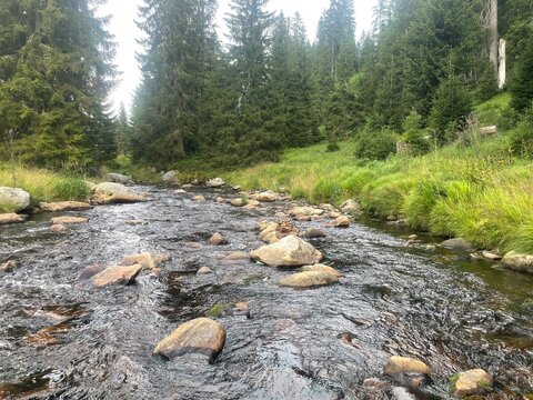 river in the forest