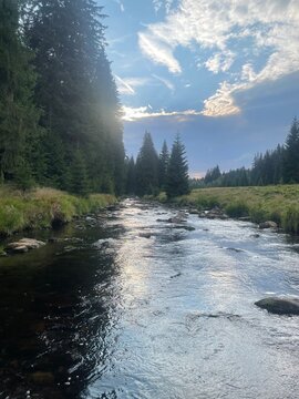 river in the forest