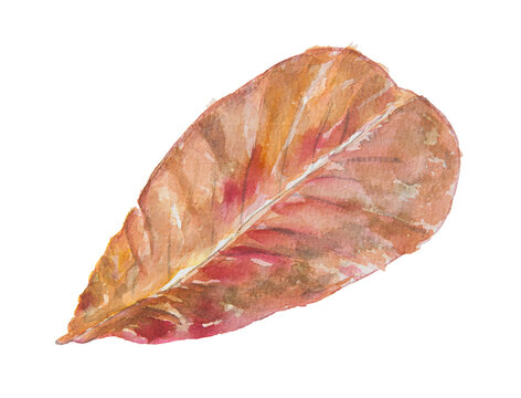 Hand Drawn Watercolor Illustration of Bright Red Autumn Fallen Leaf Isolated on White Background