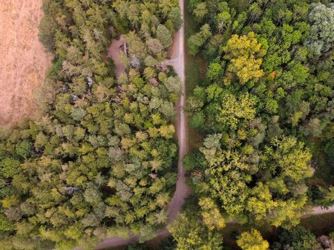 Aerial view of Irchester Country Park showing dense woodland, a winding dirt path cutting through the trees, and adjacent fields in Little Irchester, England, United Kingdom.