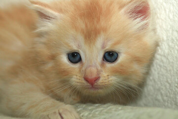 Portrait of cute red kitten © olena
