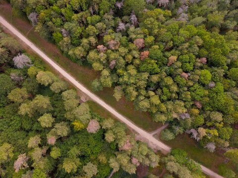 Aerial view of Irchester Country Park featuring a winding dirt path cutting through dense woodland with lush green trees in Little Irchester, England, United Kingdom.