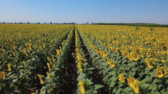 Girasoli fioriti in un immenso campo a San Giuliano Nuovo - Alessandria - Piemonte - Italia