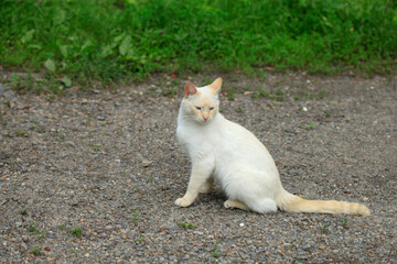 White cat sitting on ground © olena