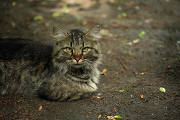 Portrait of cute grey kitten © olena