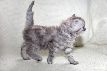 Portrait of cute grey kitten © olena