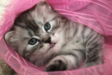 Portrait of cute grey kitten © olena