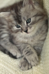 Portrait of cute grey kitten © olena