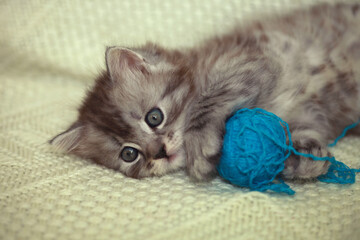 Portrait of cute grey kitten © olena