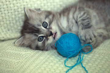 Portrait of cute grey kitten © olena