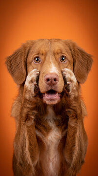 Funny Nova Scotia Duck Tolling Retriever holding paws on face in surprise on orange background