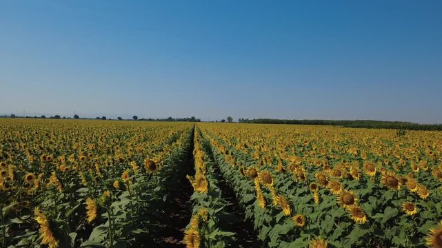 Girasoli fioriti in un immenso campo a San Giuliano Nuovo - Alessandria - Piemonte - Italia