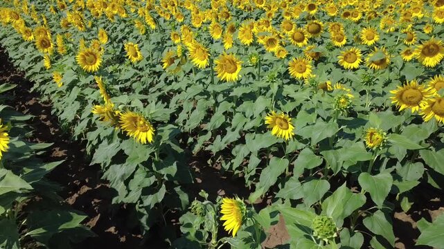 Girasoli fioriti in un immenso campo a San Giuliano Nuovo - Alessandria - Piemonte - Italia