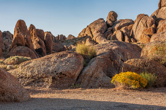 Beautiful scenic view of Alabama Hills with yellow wildflowers at golden sunrise