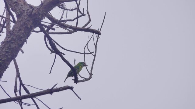 Barbet (Megalaima) singing in mountain foresl of Vietnam