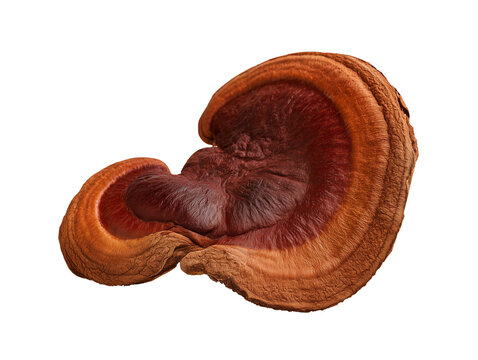 Premium Reishi Mushroom Ganoderma Lucidum Isolated on Transparent Background
