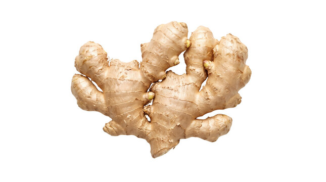 Fresh Organic Ginger Root Isolated on Transparent Background for Cooking Food and Herbal Projects