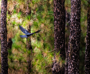 blue tit on a branch © IBAN
