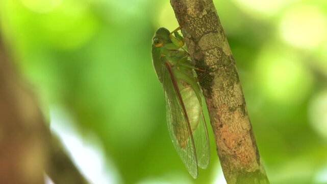 An adult cicada in a mountain forest. Vietnam