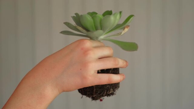 Close up of child hands repotting green echeveria succulent plant at home. Kid transplanting indoor flower, holding root system with soil above small pot. Home gardening and eco education concept.