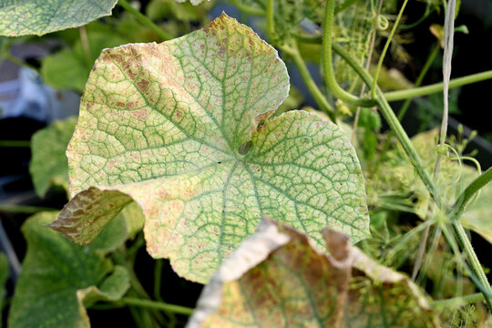 Cucumber plants affected by spider mites in greenhouse, yellow dry leaves showing pest damage and disease