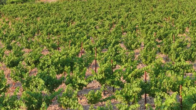 Rows of lush green grapevines growing in a sunlit vineyard in Opoul Perillos, France. The vineyard is planted on rocky, stony soil, with evenly spaced vines supported by stakes.