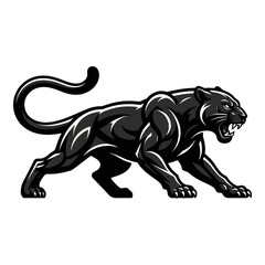 Fototapeta premium Muscular black panther walking forward with open mouth and sharp teeth aggressive