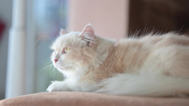Fluffy cream cat resting indoors, captured in 4K close up cozy & relaxed domestic pet footage.