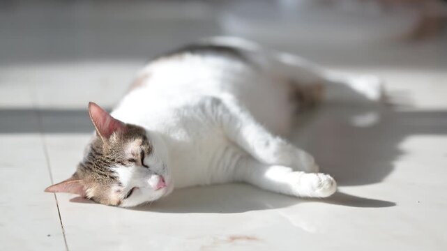 Tabby cat sleeping soundly on a tile floor, captured in 4K cozy sun drenched pet footage.